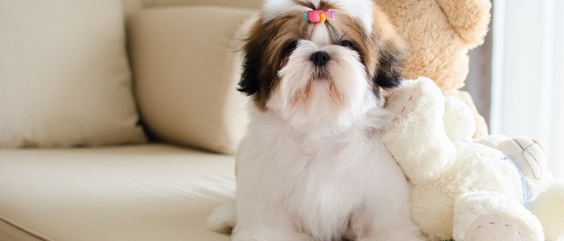 <span style="font-style: italic;">Гигиенический уход для щенков до 6 месяца-600 рублей.</span>